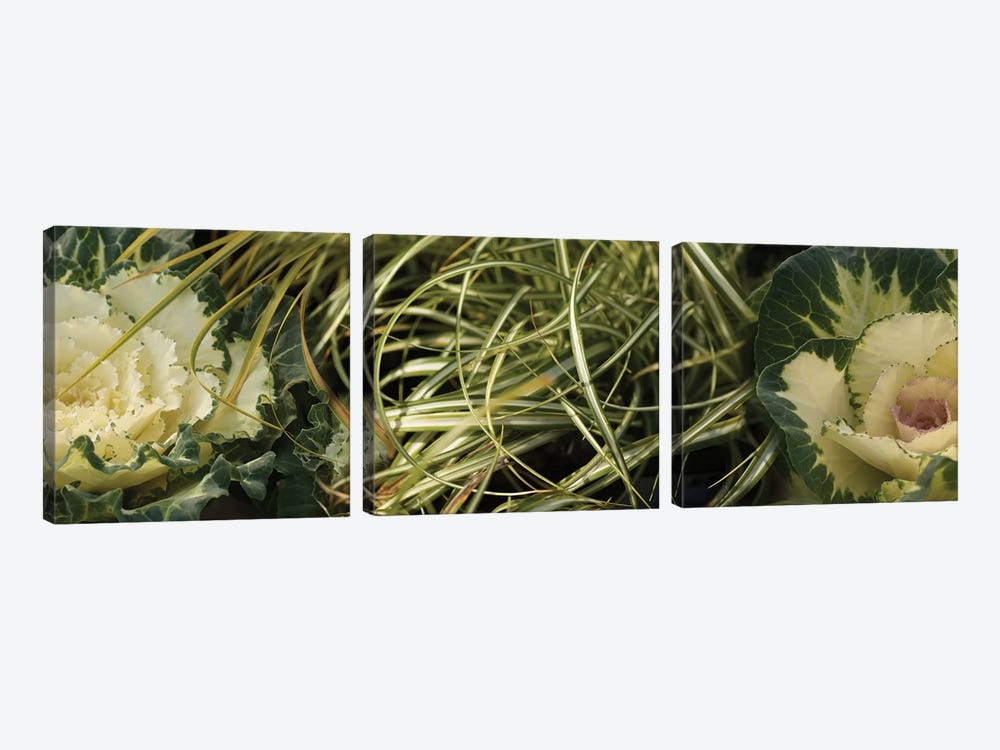 Close-Up Of Kale Flowers And Grass by Panoramic Images 3-piece Canvas Print