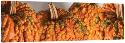 Close-Up Of Knucklehead Pumpkins Canvas Art Print - Pumpkins