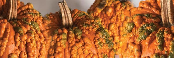 Pumpkins: Close-Up Of Knucklehead Pumpkins by Panoramic Images