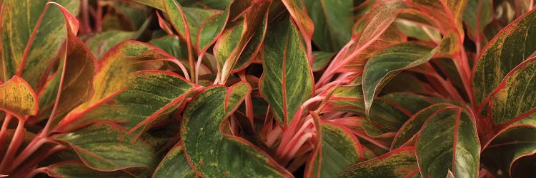 Close-Up Of Leaves