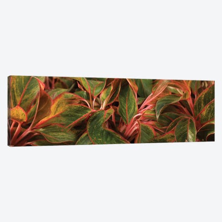 Close-Up Of Leaves Canvas Print #PIM14450} by Panoramic Images Canvas Artwork