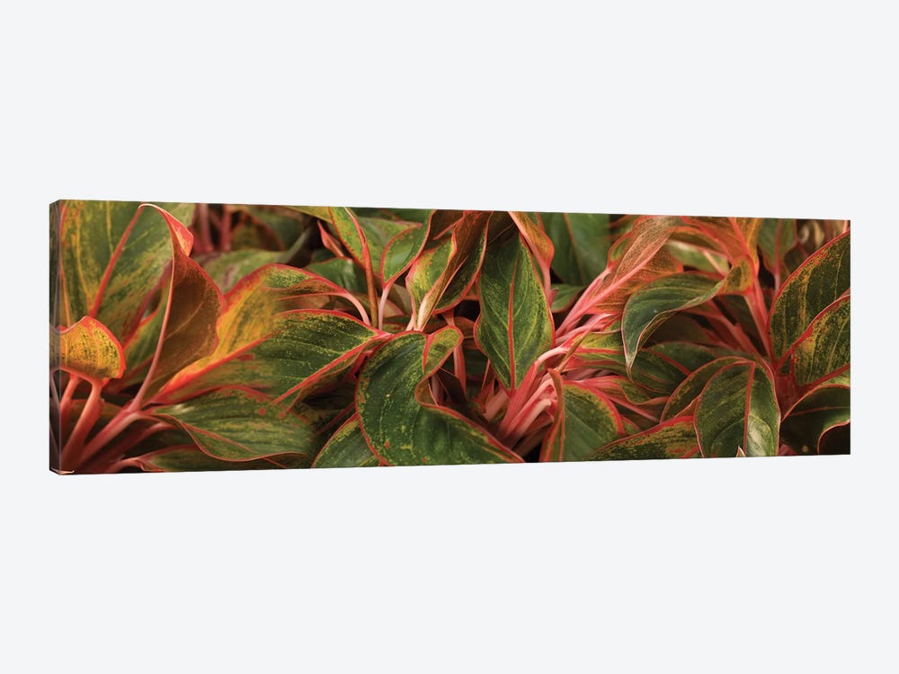 Close-Up Of Leaves by Panoramic Images 1-piece Canvas Art