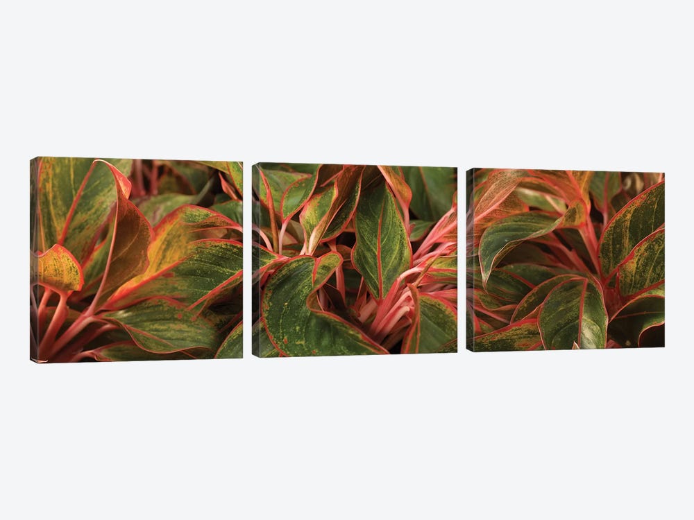 Close-Up Of Leaves by Panoramic Images 3-piece Canvas Artwork