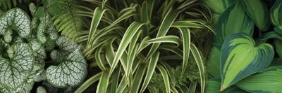 Close-Up Of Lovable Leaves by Panoramic Images canvas print