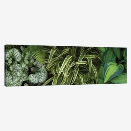 Close-Up Of Lovable Leaves Canvas Print #PIM14451} by Panoramic Images Canvas Art