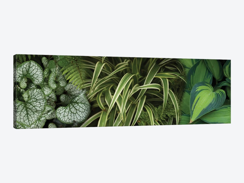 Close-Up Of Lovable Leaves by Panoramic Images 1-piece Canvas Print