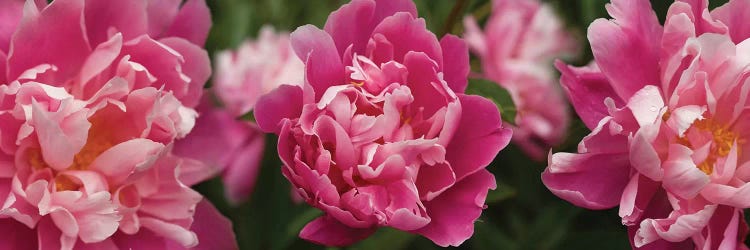 Close-Up Of Magnolia Flowers In Bloom