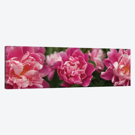 Close-Up Of Magnolia Flowers In Bloom Canvas Print #PIM14452} by Panoramic Images Canvas Wall Art
