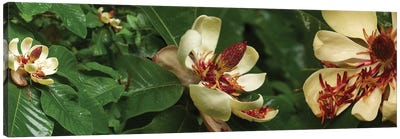 Close-Up Of Magnolia Flowers In Bloom I Canvas Art Print - Magnolia Art