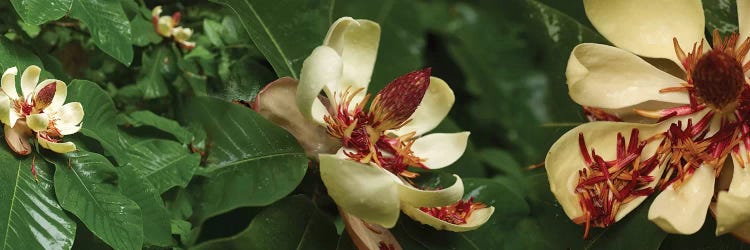 Close-Up Of Magnolia Flowers In Bloom I