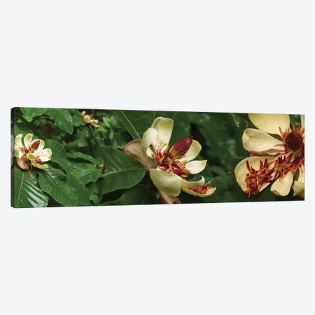 Close-Up Of Magnolia Flowers In Bloom I Canvas Print #PIM14453} by Panoramic Images Canvas Wall Art