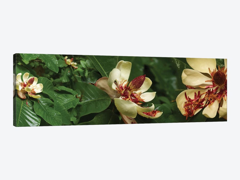 Close-Up Of Magnolia Flowers In Bloom I by Panoramic Images 1-piece Art Print