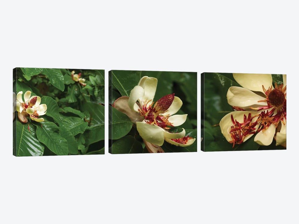 Close-Up Of Magnolia Flowers In Bloom I by Panoramic Images 3-piece Canvas Print