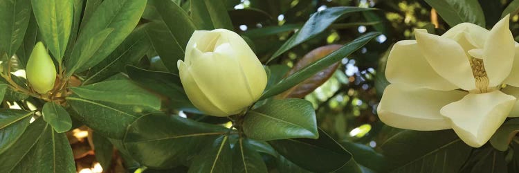 Close-Up Of Magnolia Flowers In Bloom II