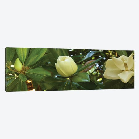 Close-Up Of Magnolia Flowers In Bloom II Canvas Print #PIM14454} by Panoramic Images Art Print