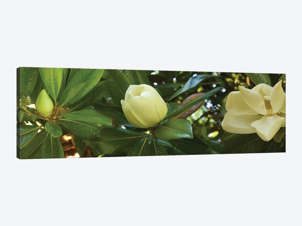 Close-Up Of Magnolia Flowers In Bloom II by Panoramic Images 1-piece Canvas Wall Art