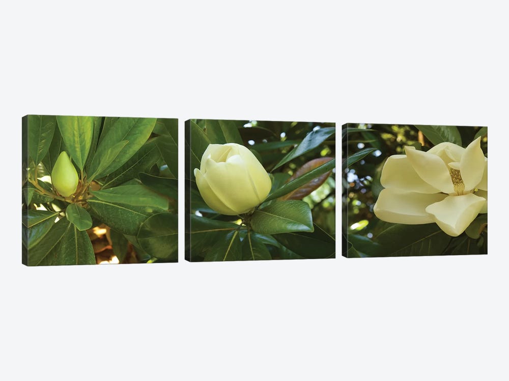 Close-Up Of Magnolia Flowers In Bloom II by Panoramic Images 3-piece Canvas Wall Art