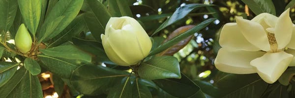 Magnolias: Close-Up Of Magnolia Flowers In Bloom II by Panoramic Images