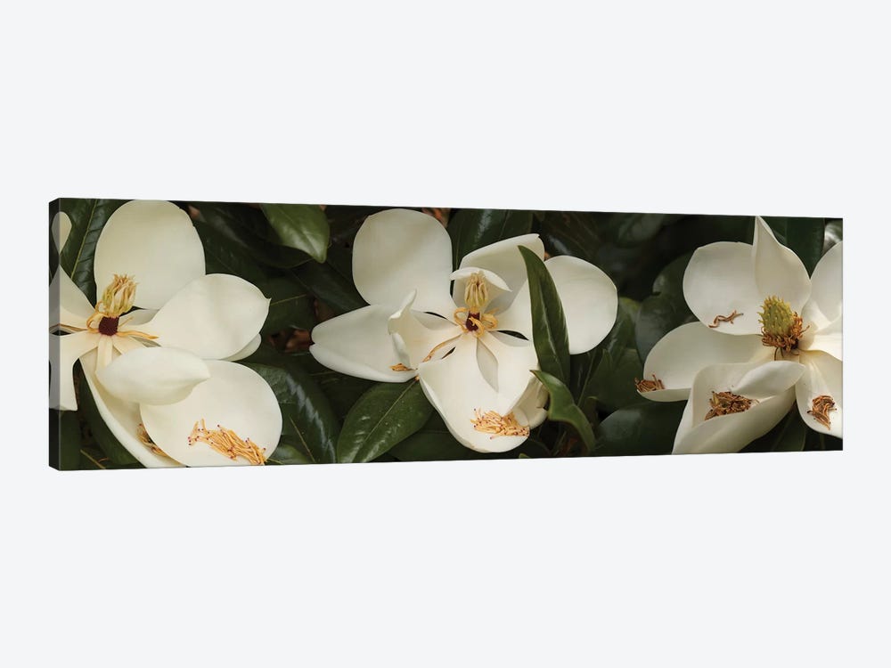 Close-Up Of Magnolia Flowers In Bloom III by Panoramic Images 1-piece Art Print