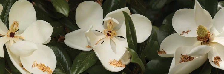 Close-Up Of Magnolia Flowers In Bloom III