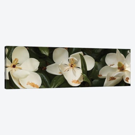Close-Up Of Magnolia Flowers In Bloom III Canvas Print #PIM14455} by Panoramic Images Art Print