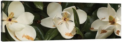 Close-Up Of Magnolia Flowers In Bloom III Canvas Art Print - Macro Photography