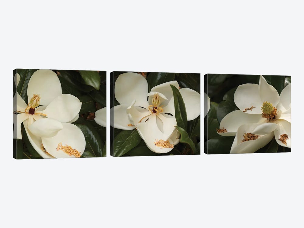 Close-Up Of Magnolia Flowers In Bloom III by Panoramic Images 3-piece Art Print
