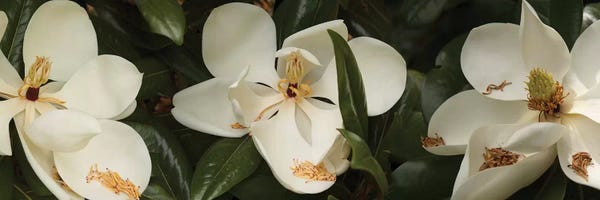 Magnolias: Close-Up Of Magnolia Flowers In Bloom III by Panoramic Images
