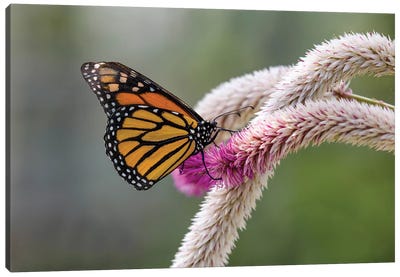 Close-Up Of Monarch Butterfly (Danaus Plexippus) Pollinating Flowers, Florida, USA I Canvas Art Print