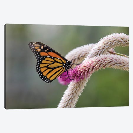 Close-Up Of Monarch Butterfly (Danaus Plexippus) Pollinating Flowers, Florida, USA I Canvas Print #PIM14457} by Panoramic Images Art Print
