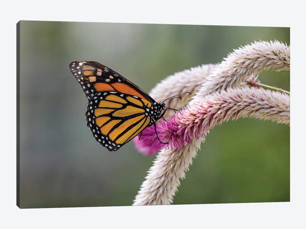 Close-Up Of Monarch Butterfly (Danaus Plexippus) Pollinating Flowers, Florida, USA I by Panoramic Images 1-piece Art Print