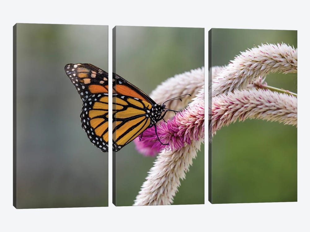Close-Up Of Monarch Butterfly (Danaus Plexippus) Pollinating Flowers, Florida, USA I by Panoramic Images 3-piece Canvas Art Print