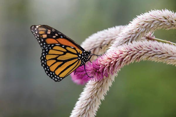 Giclee Features: Close-Up Of Monarch Butterfly (Danaus Plexippus) Pollinating Flowers, Florida, USA I by Panoramic Images