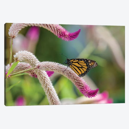 Close-Up Of Monarch Butterfly (Danaus Plexippus) Pollinating Flowers, Florida, USA II Canvas Print #PIM14458} by Panoramic Images Canvas Wall Art