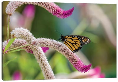 Close-Up Of Monarch Butterfly (Danaus Plexippus) Pollinating Flowers, Florida, USA II Canvas Art Print