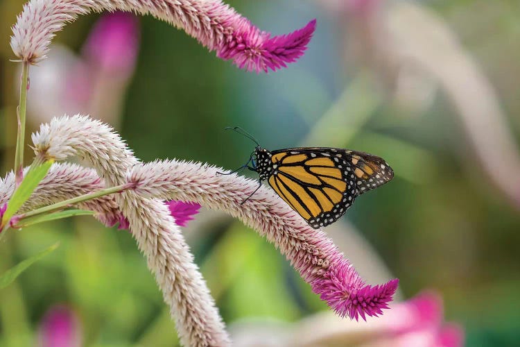 Close-Up Of Monarch Butterfly (Danaus Plexippus) Pollinating Flowers, Florida, USA II