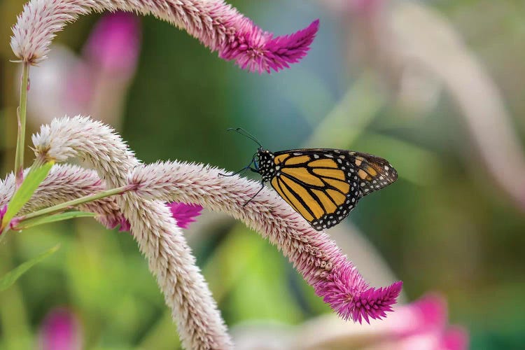 Close-Up Of Monarch Butterfly (Danaus Plexippus) Pollinating Flowers, Florida, USA II by Panoramic Images wall art