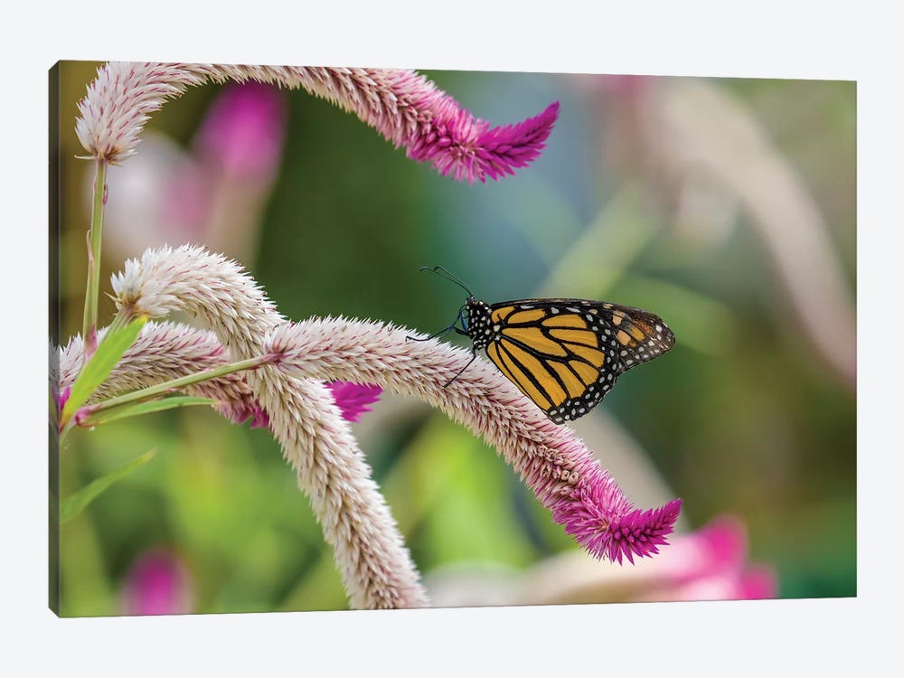 Close-Up Of Monarch Butterfly (Danaus Plexippus) Pollinating Flowers, Florida, USA II by Panoramic Images 1-piece Canvas Artwork