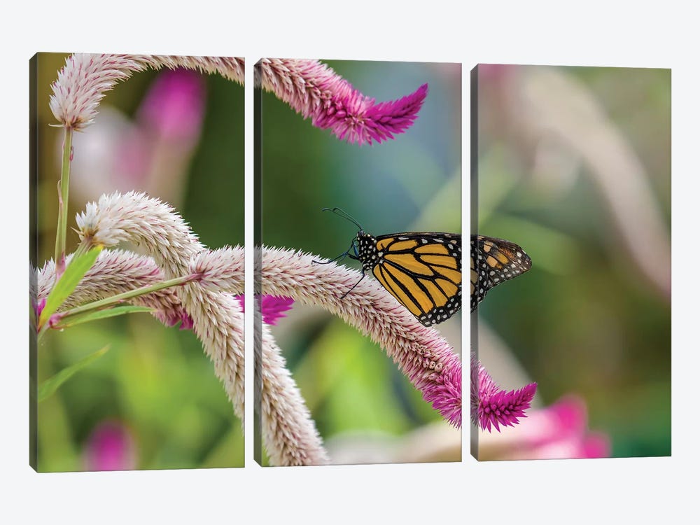 Close-Up Of Monarch Butterfly (Danaus Plexippus) Pollinating Flowers, Florida, USA II by Panoramic Images 3-piece Canvas Artwork