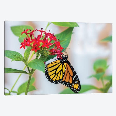 Close-Up Of Monarch Butterfly (Danaus Plexippus) Pollinating Flowers, Florida, USA III Canvas Print #PIM14459} by Panoramic Images Canvas Artwork