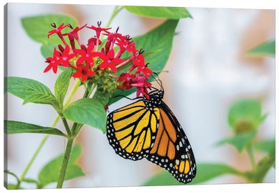 Close-Up Of Monarch Butterfly (Danaus Plexippus) Pollinating Flowers, Florida, USA III Canvas Art Print