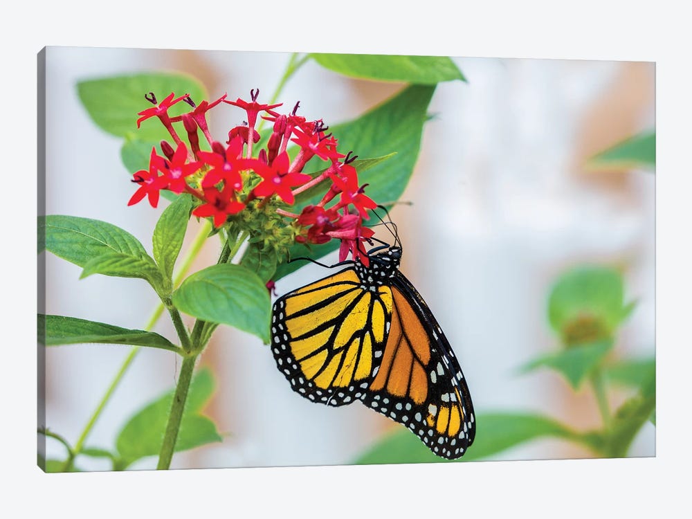 Close-Up Of Monarch Butterfly (Danaus Plexippus) Pollinating Flowers, Florida, USA III by Panoramic Images 1-piece Canvas Art Print