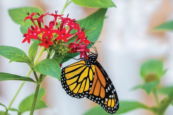 Butterflies and Flowers: Close-Up Of Monarch Butterfly (Danaus Plexippus) Pollinating Flowers, Florida, USA III by Panoramic Images