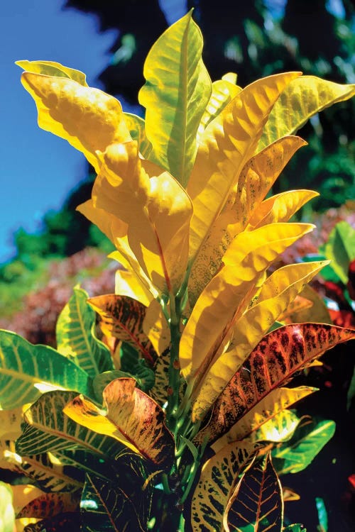 Close-Up Of Multi-Colored Leaves, Tahiti, French Polynesia