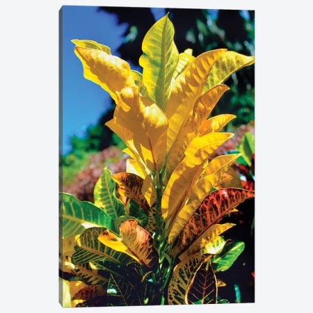 Close-Up Of Multi-Colored Leaves, Tahiti, French Polynesia Canvas Print #PIM14461} by Panoramic Images Art Print