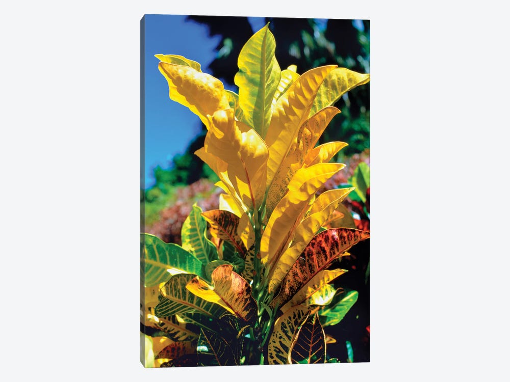 Close-Up Of Multi-Colored Leaves, Tahiti, French Polynesia by Panoramic Images 1-piece Canvas Wall Art