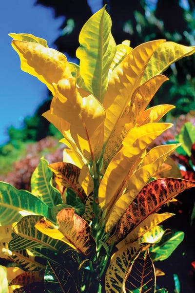 Close-Up Of Multi-Colored Leaves, Tahiti, French Polynesia