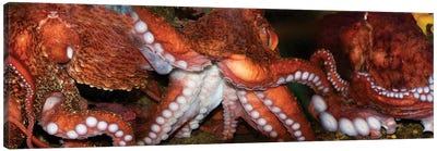 Close-Up Of Octopus Canvas Art Print - Octopus Art