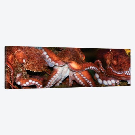 Close-Up Of Octopus Canvas Print #PIM14462} by Panoramic Images Art Print