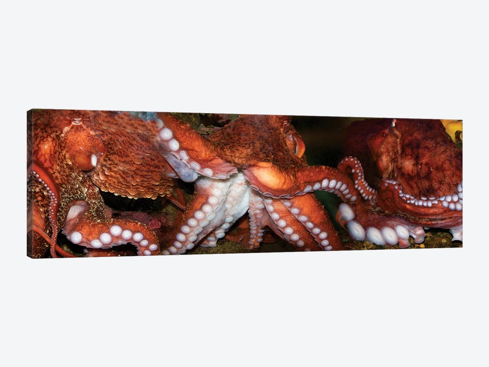 Close-Up Of Octopus by Panoramic Images 1-piece Canvas Art Print